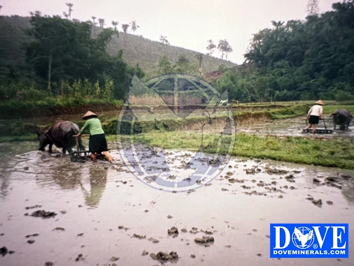 DOVE Central Vietnam gallery photo Central Vietnam gallery photo